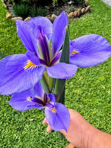 Iris ready plant 6 - iris, (6