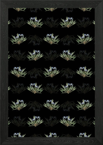 Dwarf crested iris - iris, pattern