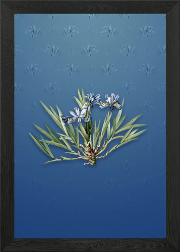 Vintage dwarf crested iris - vintage,