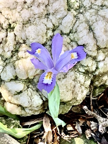 Dwarf crested iris bare - iris,