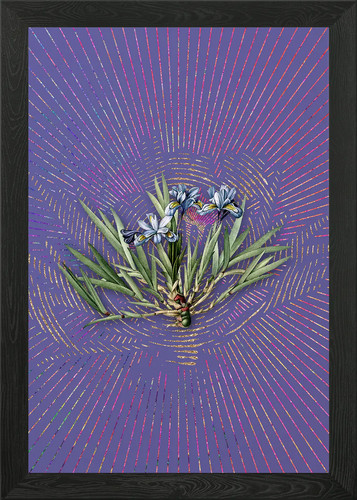 Dwarf crested iris framed wall - dwarf,