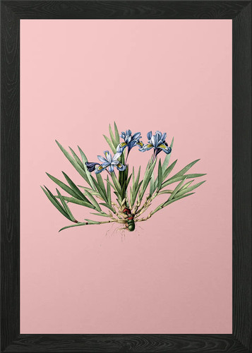 Dwarf crested iris - crested,