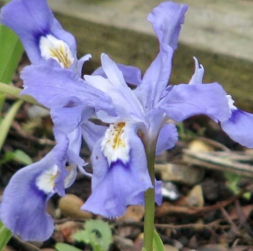 Dwarf crested iris bare - dwarf,