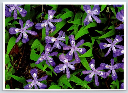 Virginia blue ridge parkway - virginia,