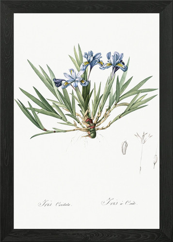 Dwarf crested iris - iris, illustr