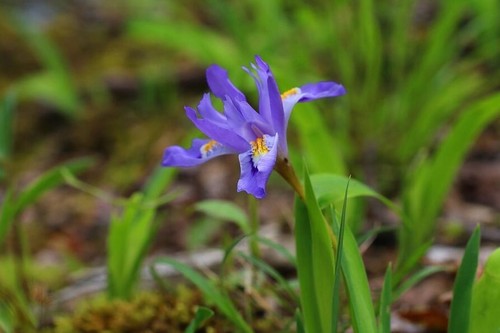 Dwarf crested iris - iris,