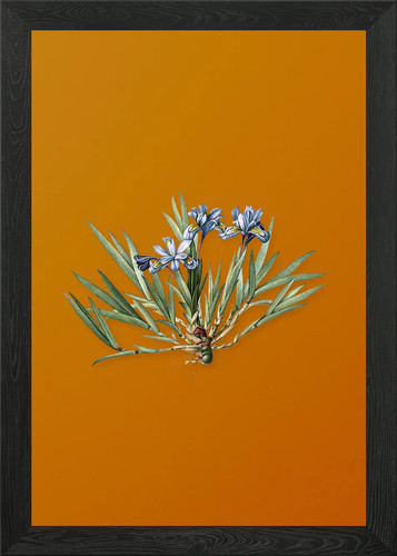 Vintage dwarf crested iris - dwarf,