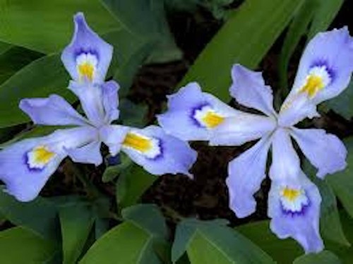 Dwarf crested iris bare - crested,