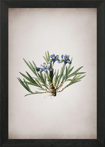 Vintage dwarf crested iris - vintage,