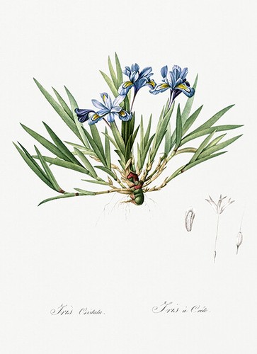 Dwarf crested iris 1805 - crested,