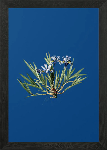 Dwarf crested iris - framed, wall