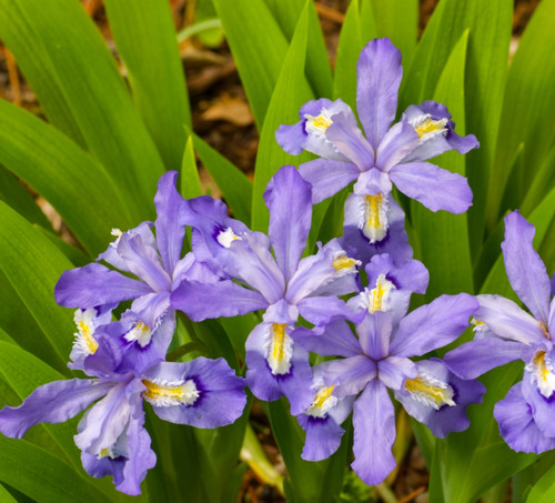 Crested wild iris set - crested,