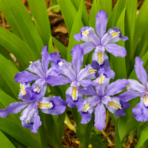 Crested wild iris live plants - crested,