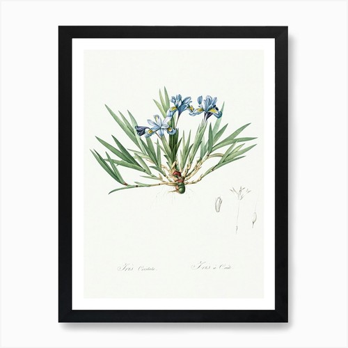 Dwarf crested iris - crested,
