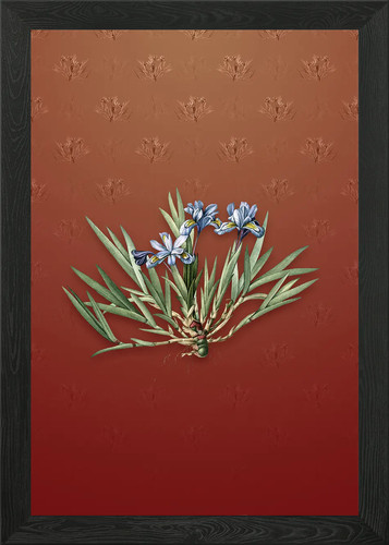 Vintage dwarf crested - crested, iris