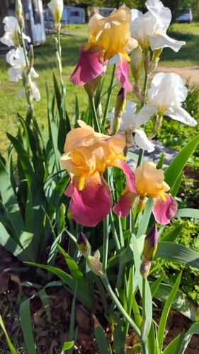 Mixed varieties iris - 6x,