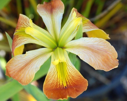 Count poluski louisiana iris - poluski,