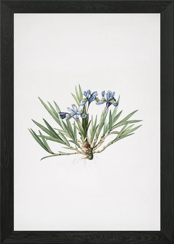 Dwarf crested iris framed - dwarf,