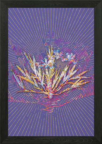 Dwarf crested iris mosaic - iris,